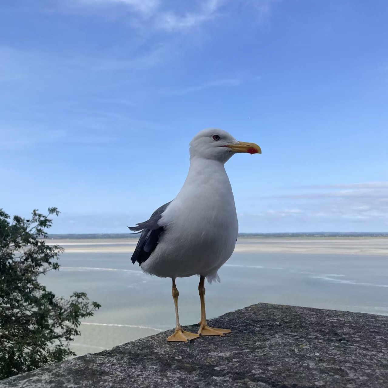 Navigation bar avatar